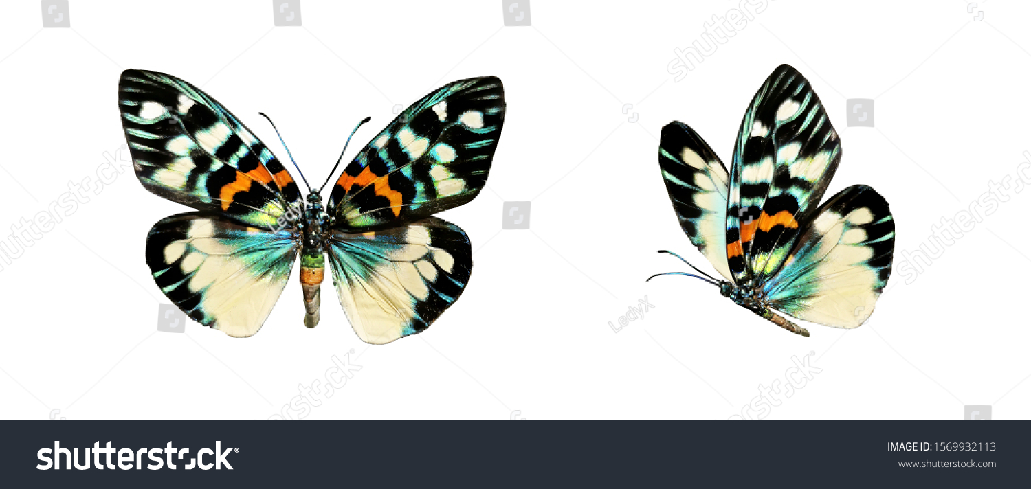 Set two beautiful colorful bright  multicolored tropical butterflies with wings spread and in flight isolated on white background, close-up macro. #1569932113
