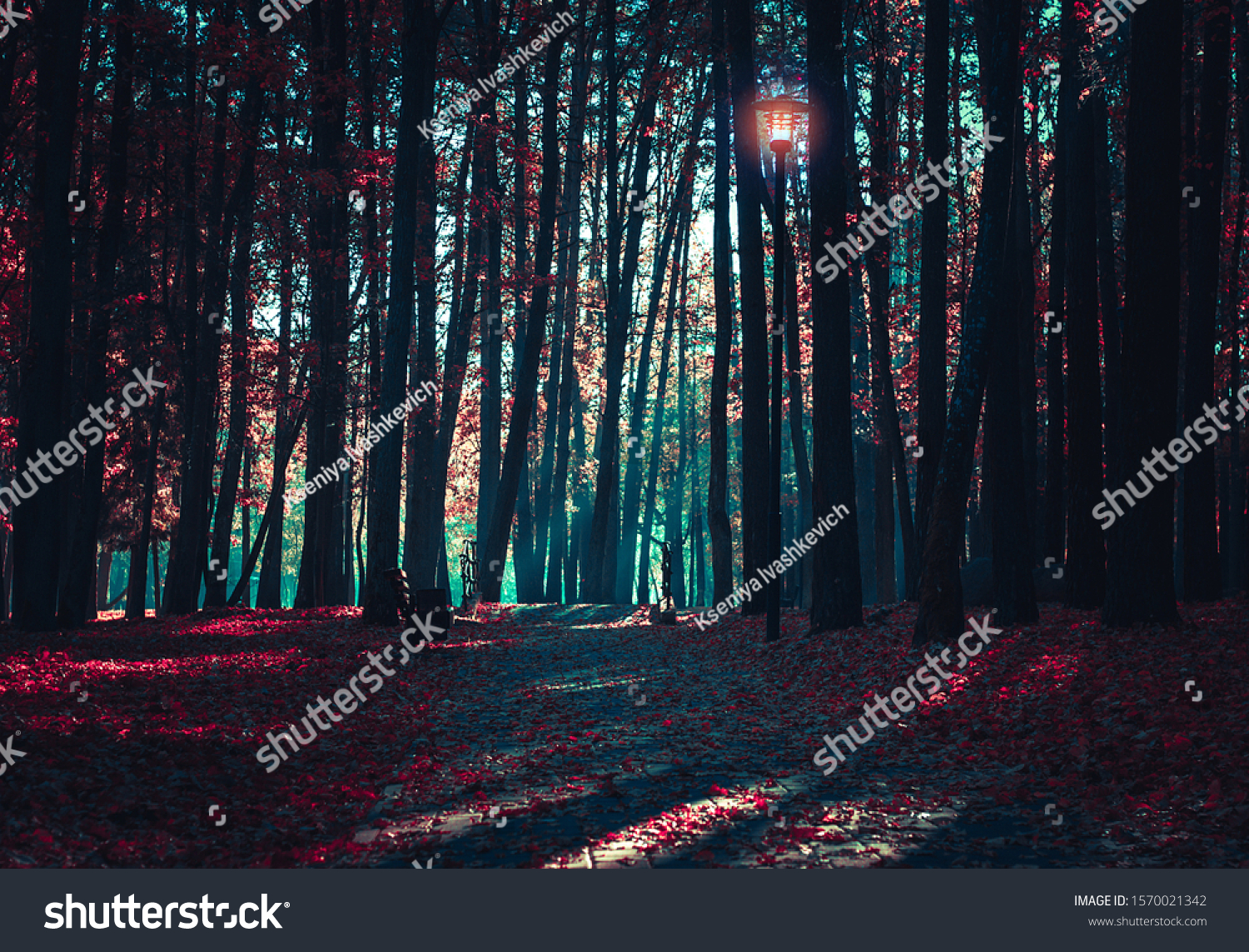 Cinematic Processing. Mysterious road. Fairy Forest. Mystical atmosphere. Paranormal another world. Stranger forest in a fog. Dark scary park with red leaves. Background wallpaper.  #1570021342