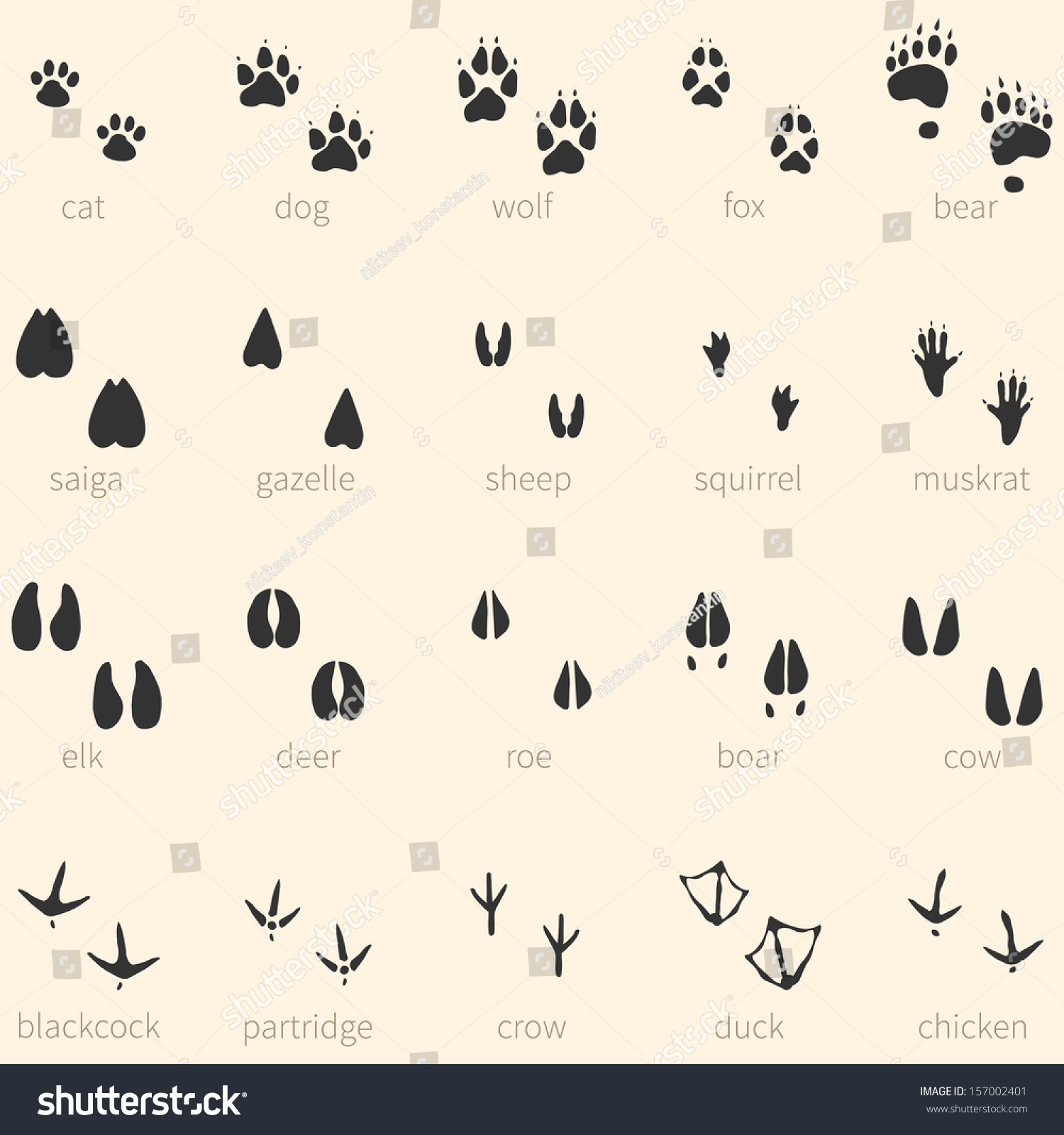 Vector set of 20 animal footprints icon - Royalty Free Stock Vector ...