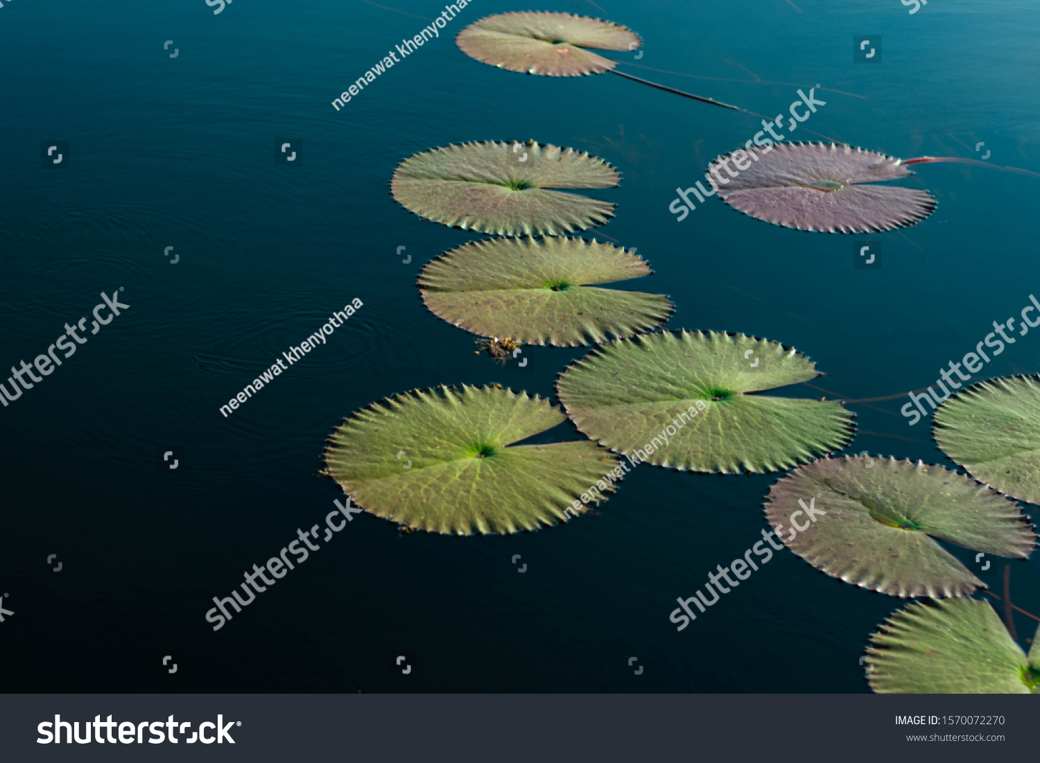 The red lotus leaf is growing in deep water. #1570072270