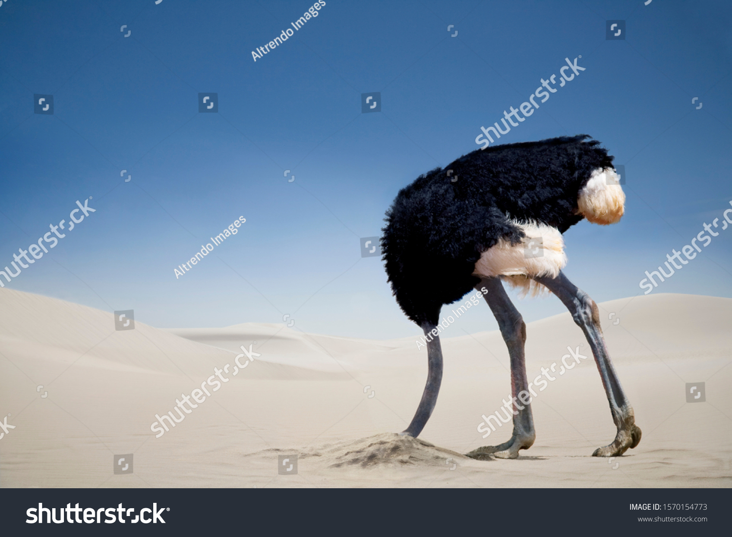 Ostrich burying head in the sand, Tsavo East National Park, Kenya, Africa #1570154773