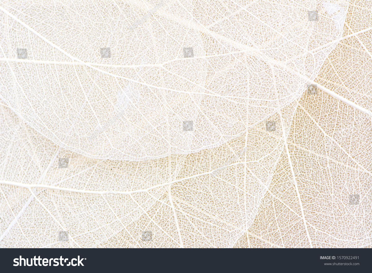 Close up of Fiber structure of dry leaves texture background. Cell patterns of Skeletons leaves, foliage branches, Leaf veins abstract of Autumn background for creative banner design or greeting card #1570922491