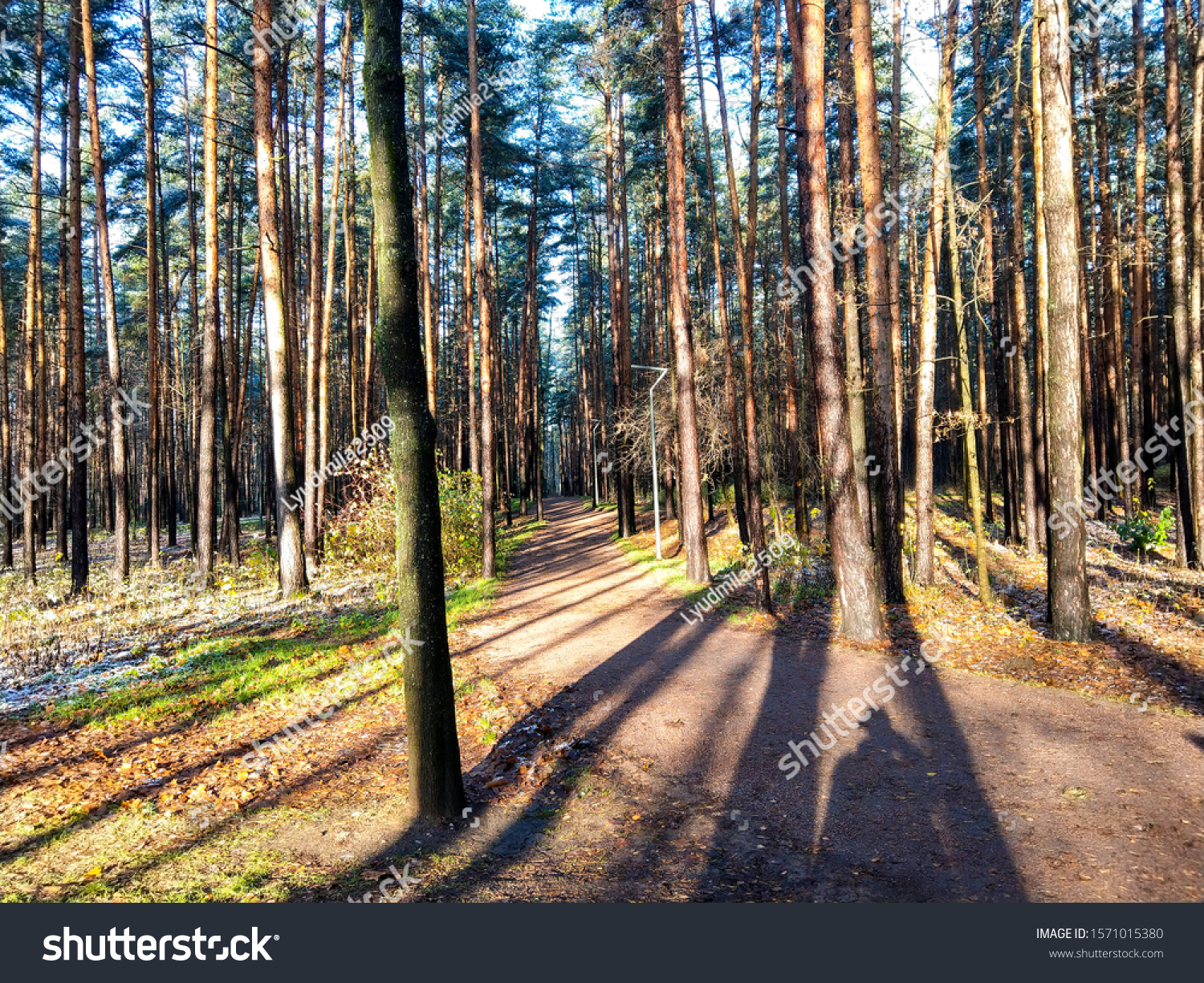 Autumn pines tree sunlight shadows #1571015380
