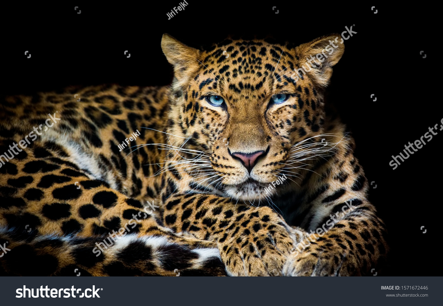 North China leopard Panthera pardus japonensis black backround Zoo #1571672446