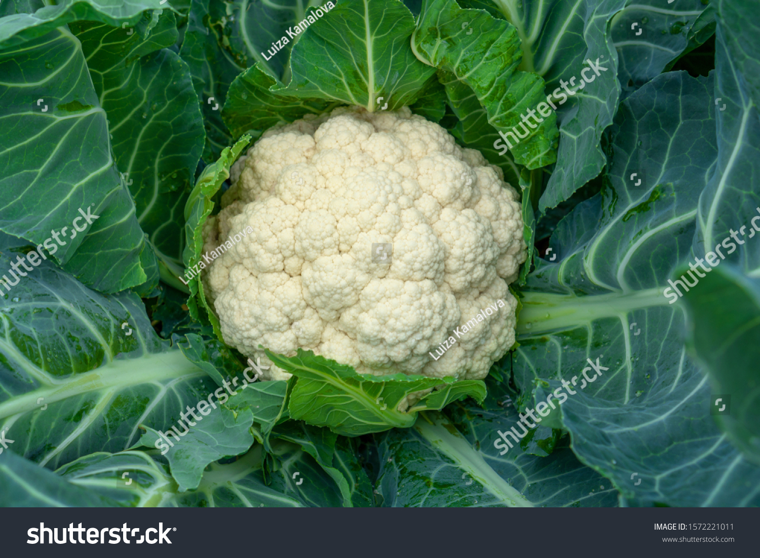 Cauliflower grows in organic soil in the garden on the vegetable area. Cauliflower head in natural conditions, close-up #1572221011