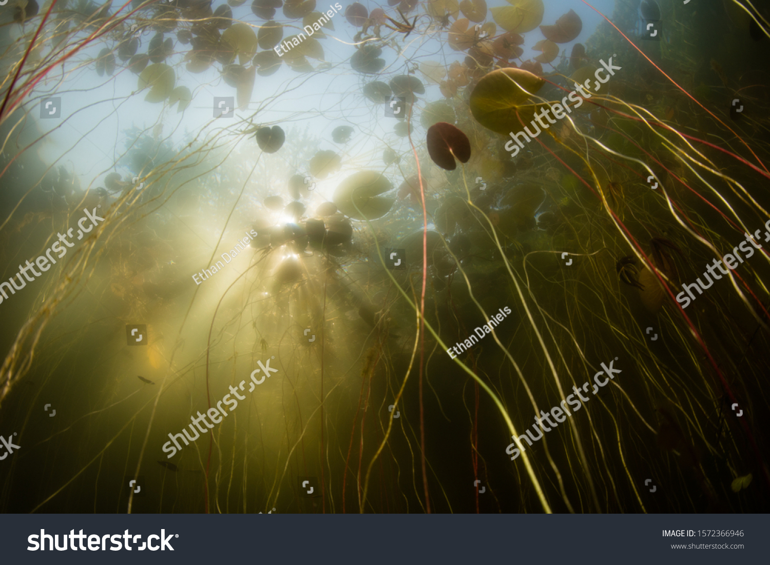 Sunlight pierces the canopy of lily pads in a freshwater pond on Cape Cod, Massachusetts. Ponds and lakes offer habitat for a wide variety of aquatic plants and wildlife. #1572366946