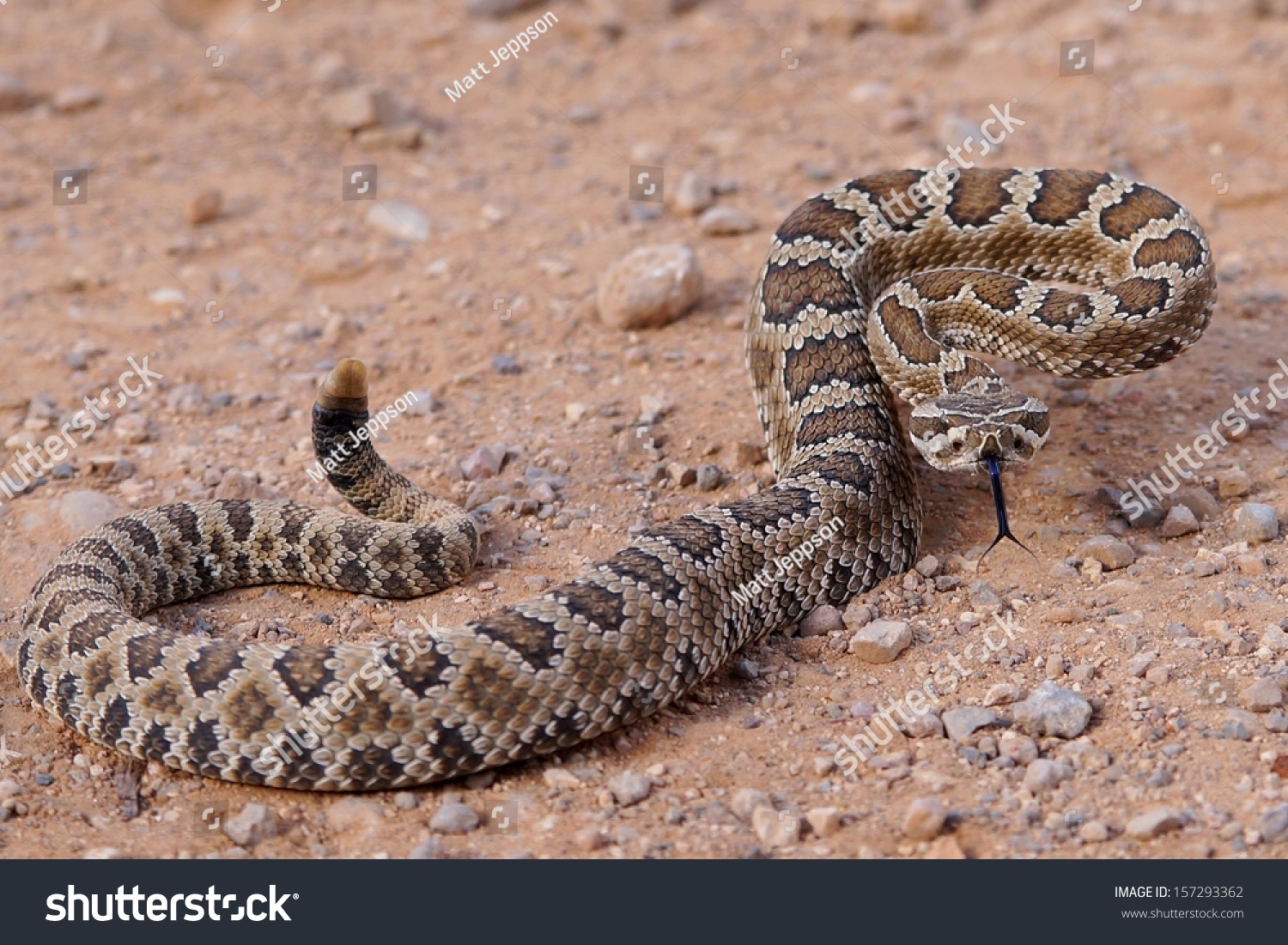 Dangerous rattle snake, coiled and ready to strike - Great Basin Rattlesnake, Crotalus oreganus lutosus  #157293362