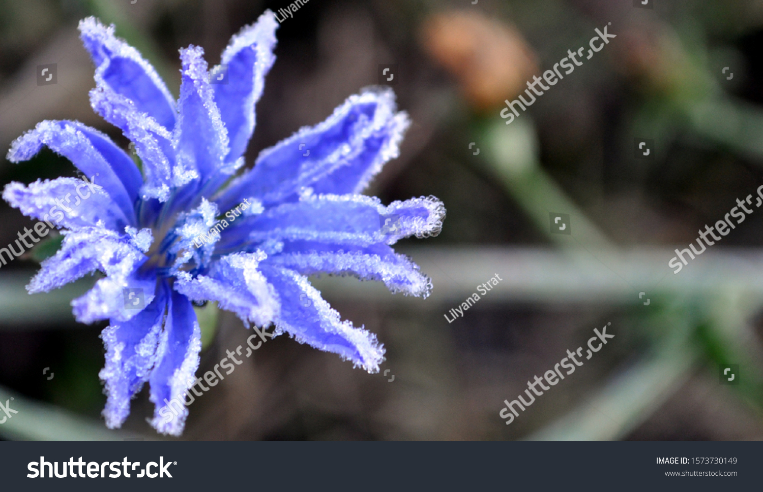 Photo of chicory flower (Cichorium intybus)  closeup. Blue daisy, blue dandelion, blue sailors. Hoar frost on the flower. #1573730149