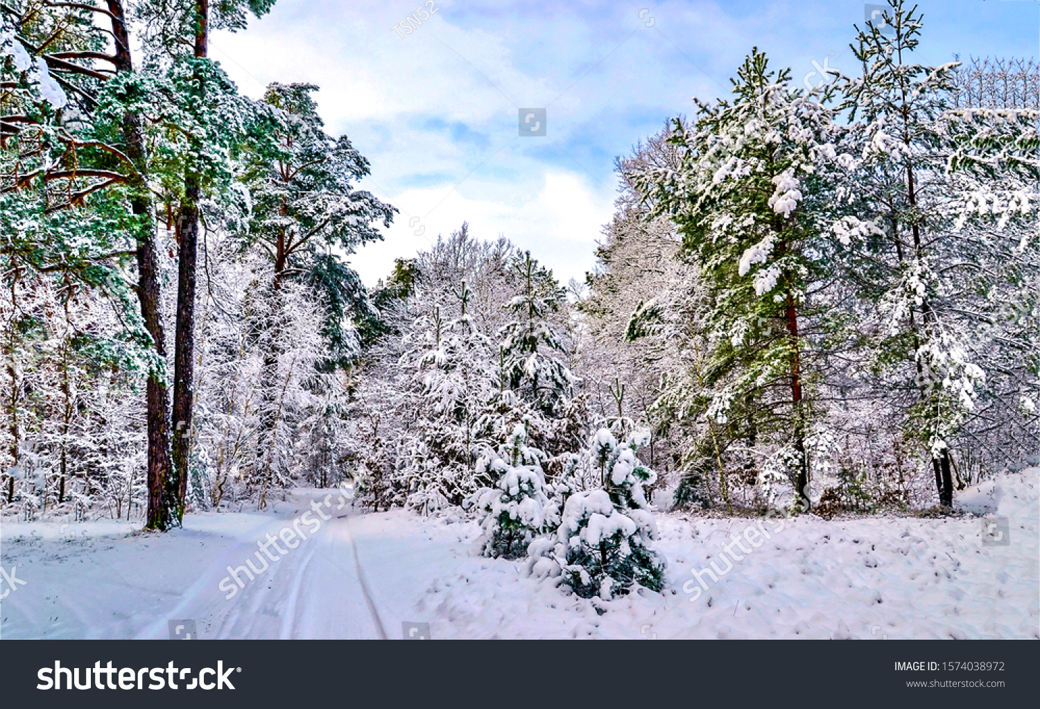Snowy forest on winter landscape #1574038972