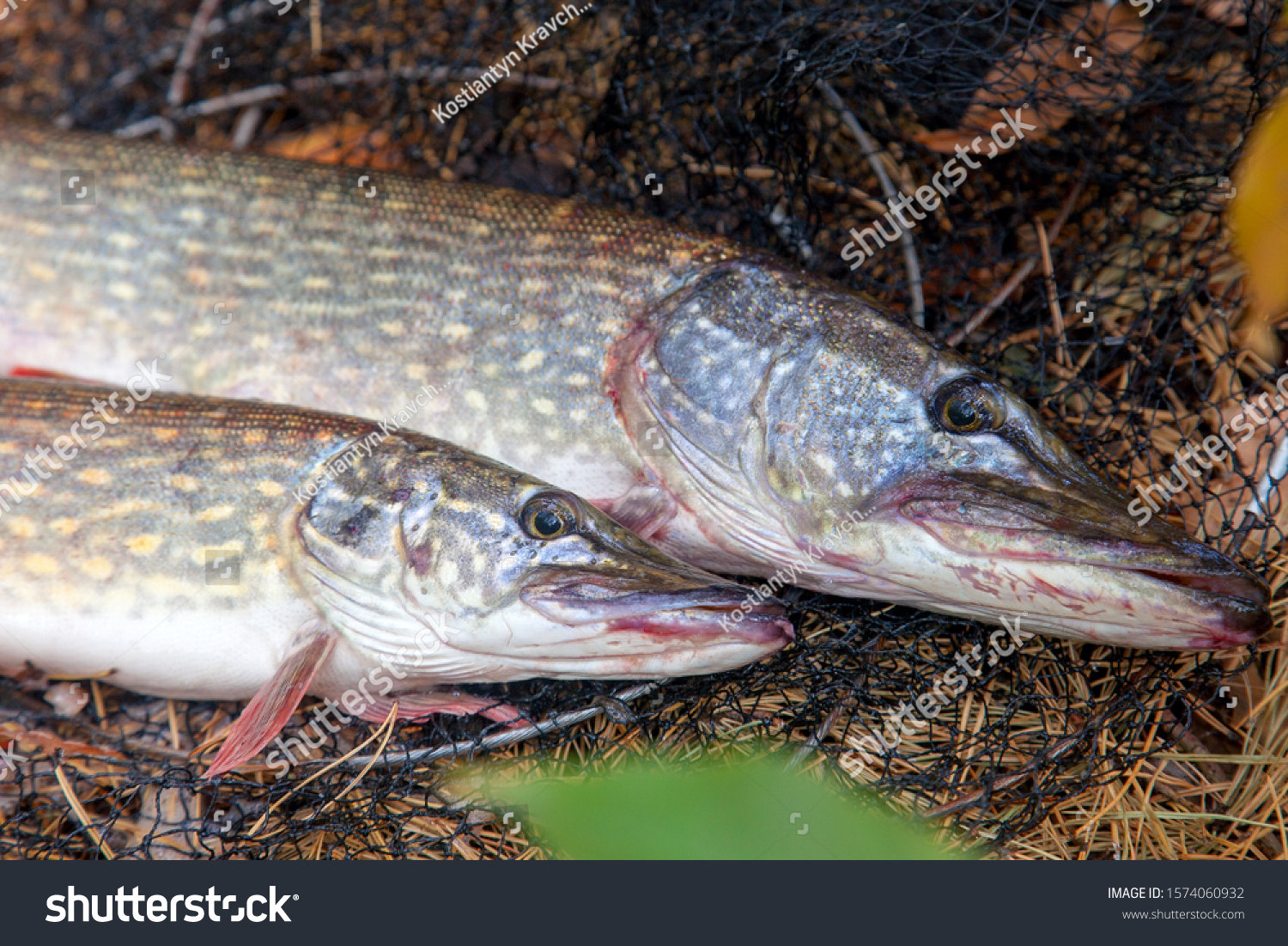 Fishing concept, trophy catch - two big freshwater pikes fish know as Esox Lucius just taken from the water on keep net. Freshwater Northern pikes fish know as Esox Lucius and fishing equipment #1574060932