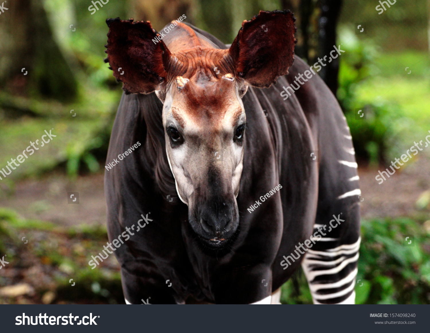 The shy and elusive Okapi is endemic to the tropical rainforests of the Congo and is a close relative to the giraffe and is also a diurnal browser #1574098240