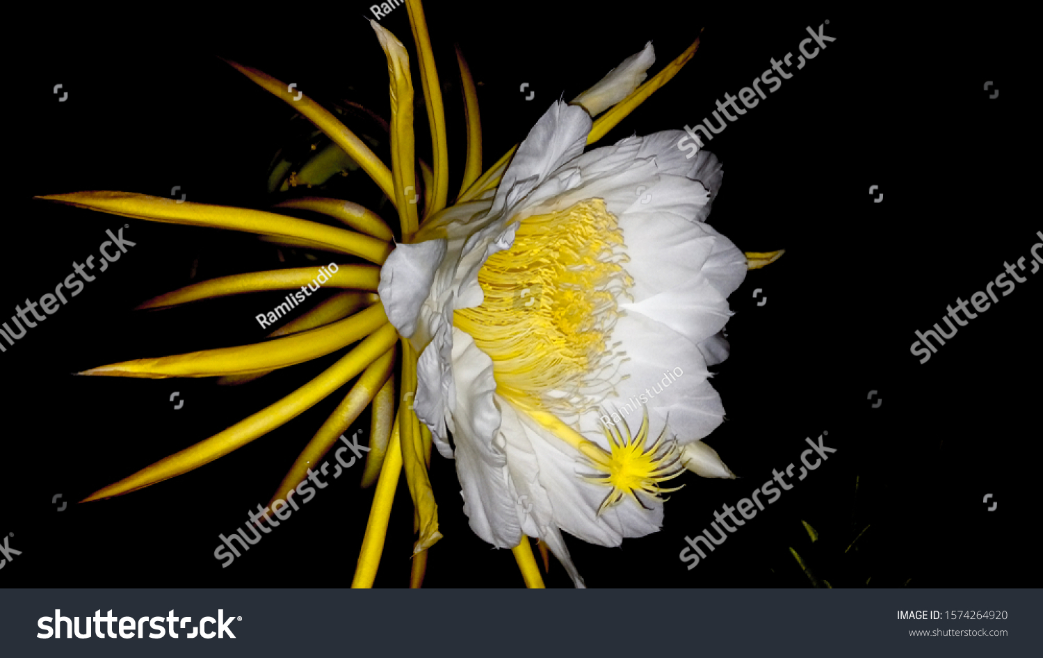 Dragon fruit blooms at night, the flowers last a few hours into the morning, and they tend to bloom in unison #1574264920