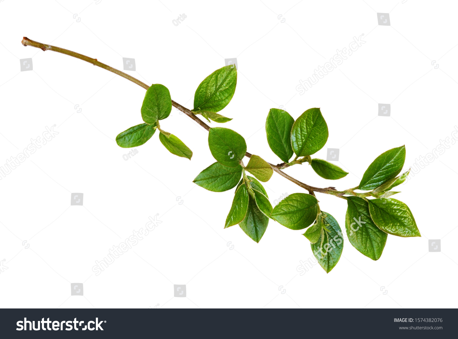 Spring twig with green leaves isolated on white #1574382076
