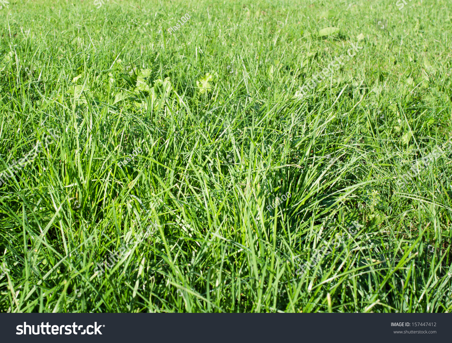 dewy green grass field on a garden #157447412