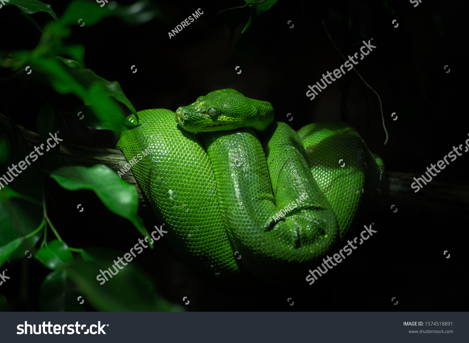 Green python (Southeast Asia). Southeast Asia #1574518891