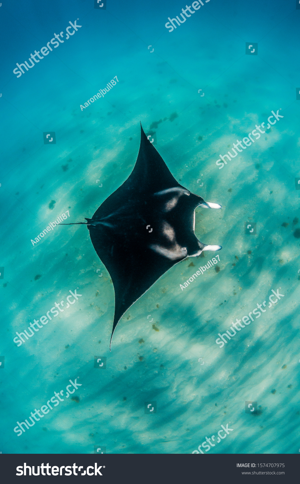 Manta Ray swimming in the wild  in clear turquoise water #1574707975