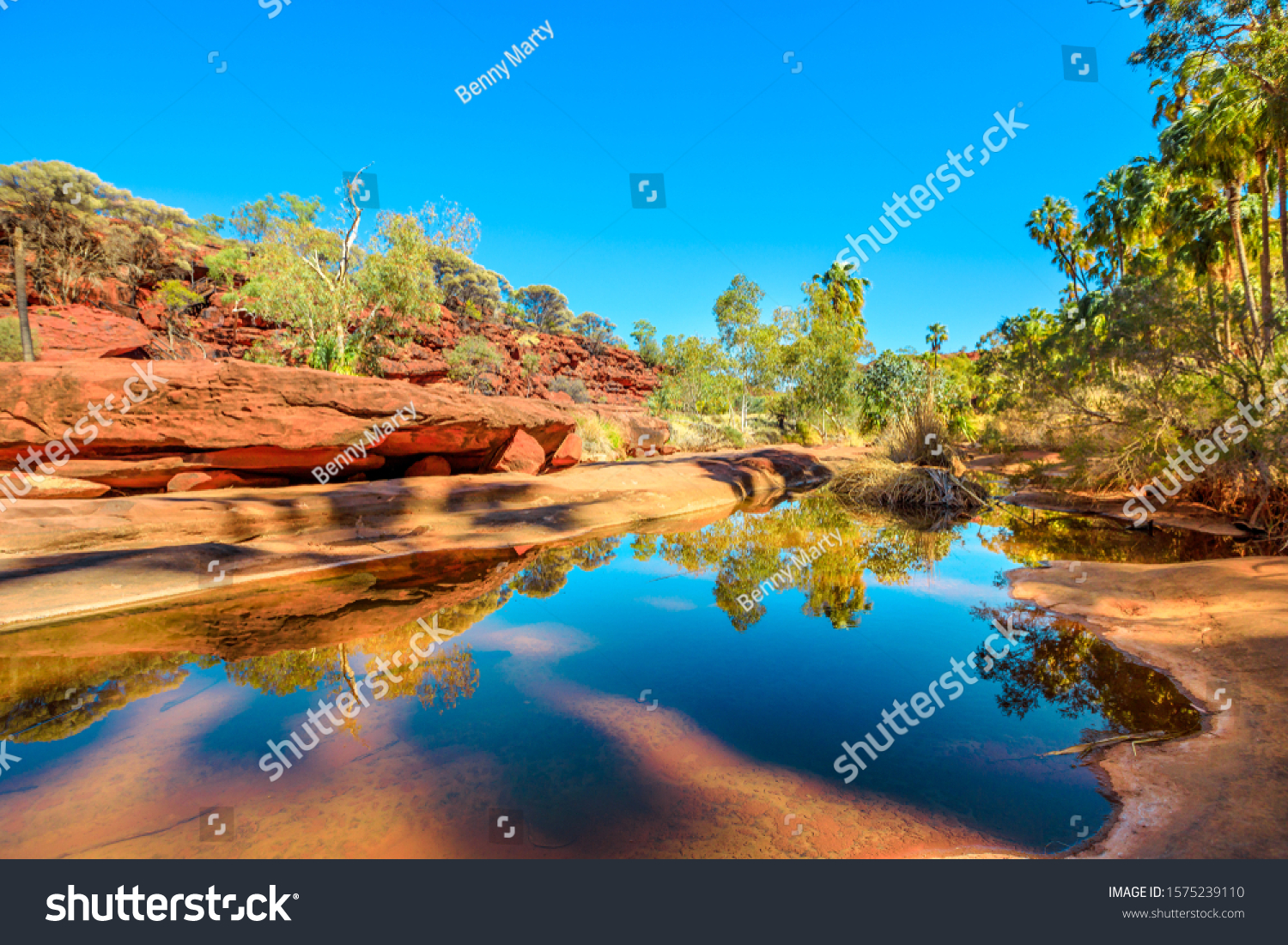 Red Cabbage Palm and rugged sandstone cliffs reflected on permanent waterhole in heart of Palm Valley, dry season in Finke Gorge National Park. Outback Safari in Northern Territory, Central Australia. #1575239110