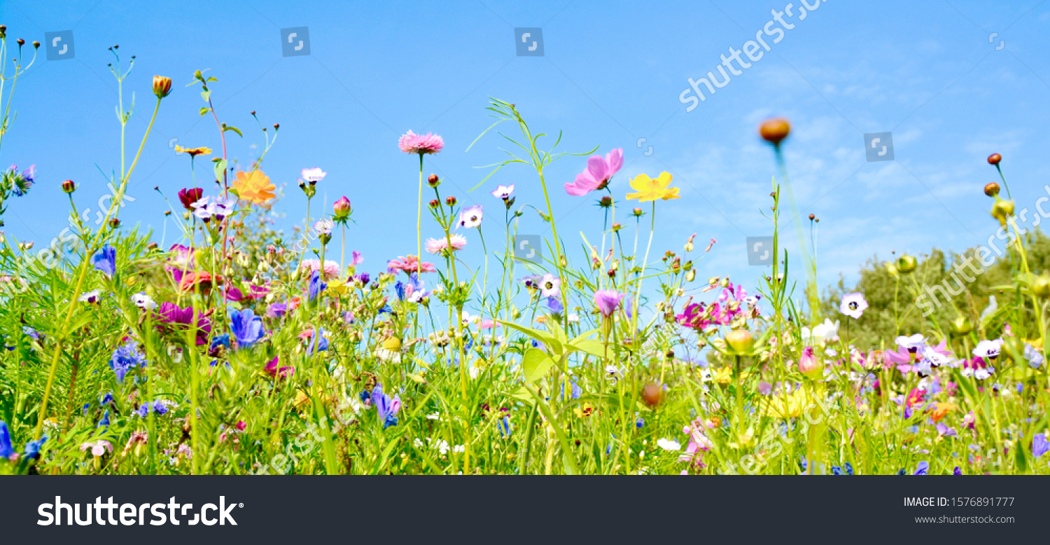 Summer flower meadow - floral background banner #1576891777