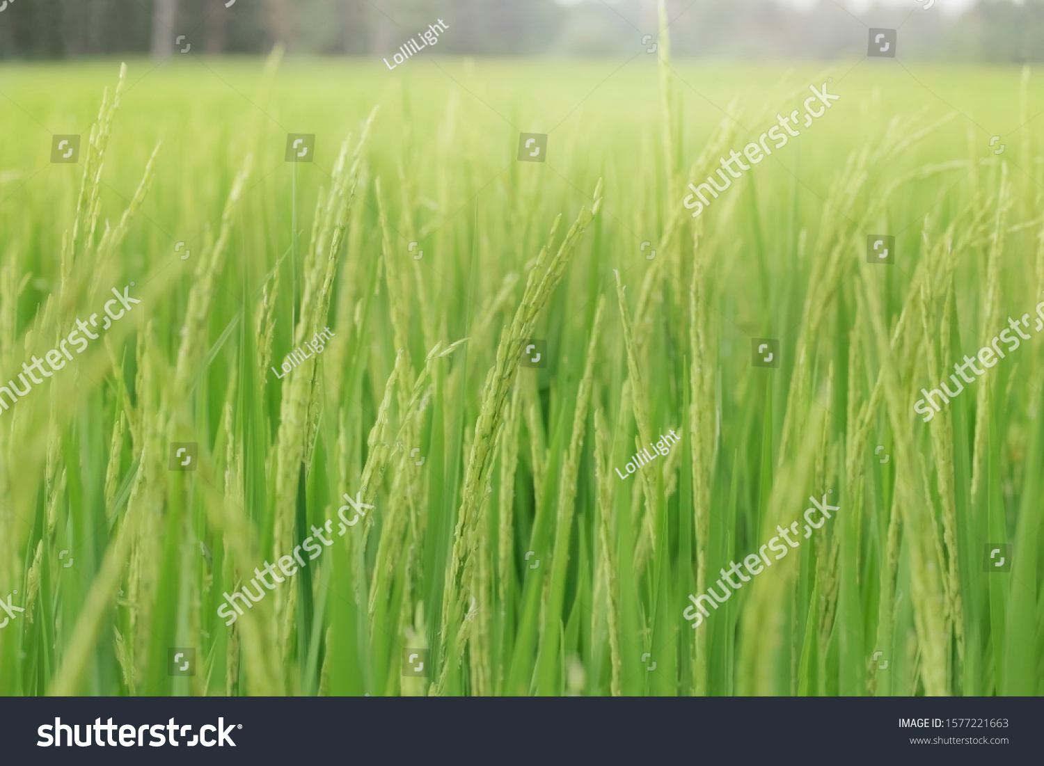 Closeup Shot of A Rice Field or Paddy Field, Rice field in farming countryside. #1577221663