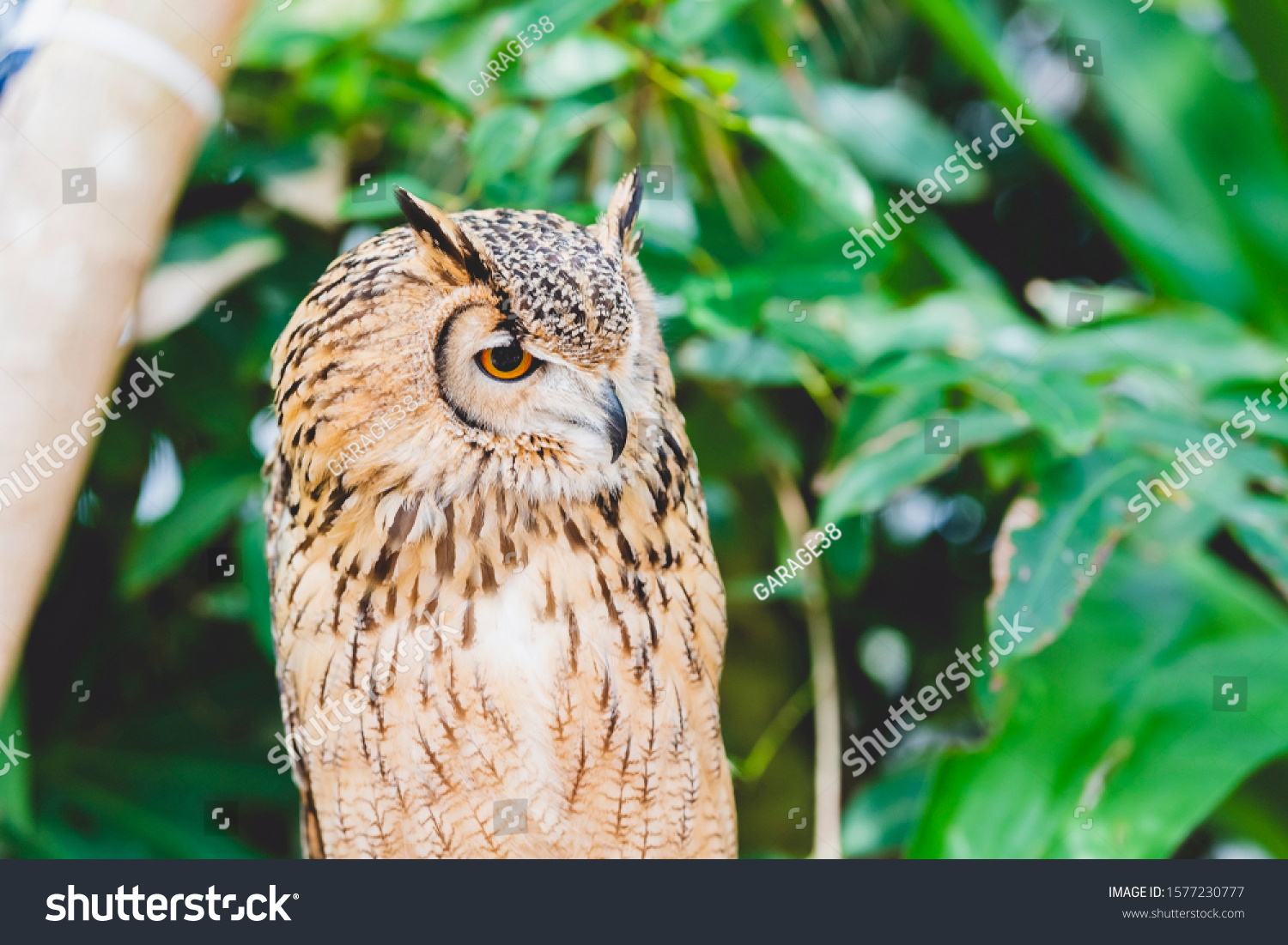 Owl resting on a tree and resting #1577230777