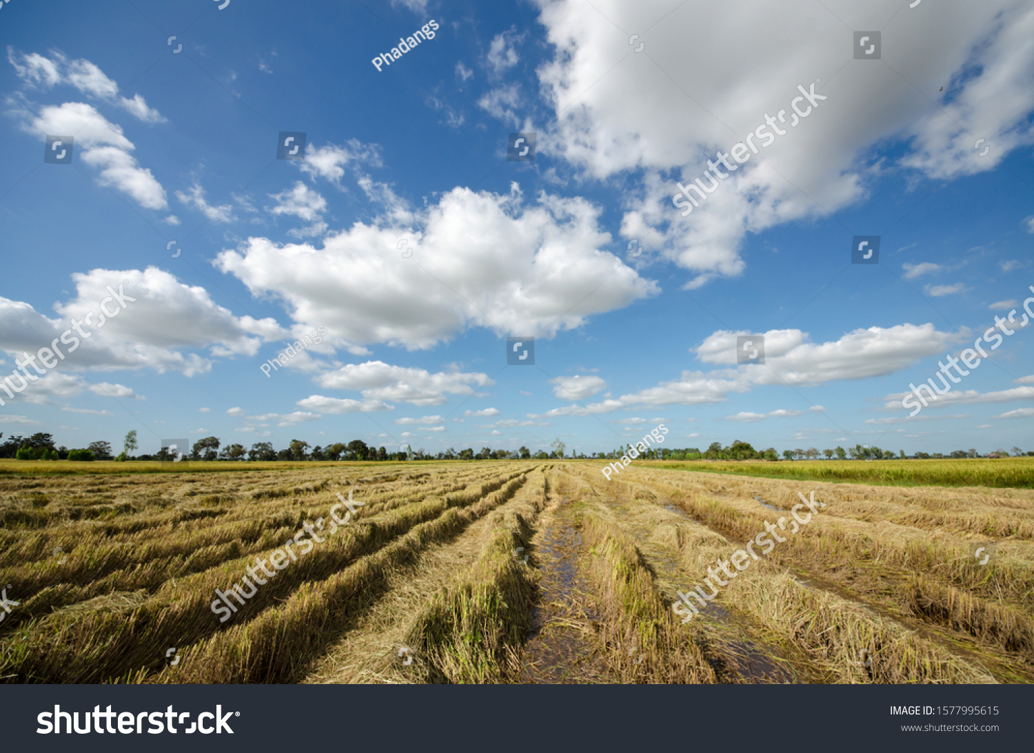 This is an agricultural area for rice cultivation in Thailand. Right now in 2562 BE (AD 2012) the crop is harvesting and This year, farmers in Thailand face both drought and low price crops. #1577995615