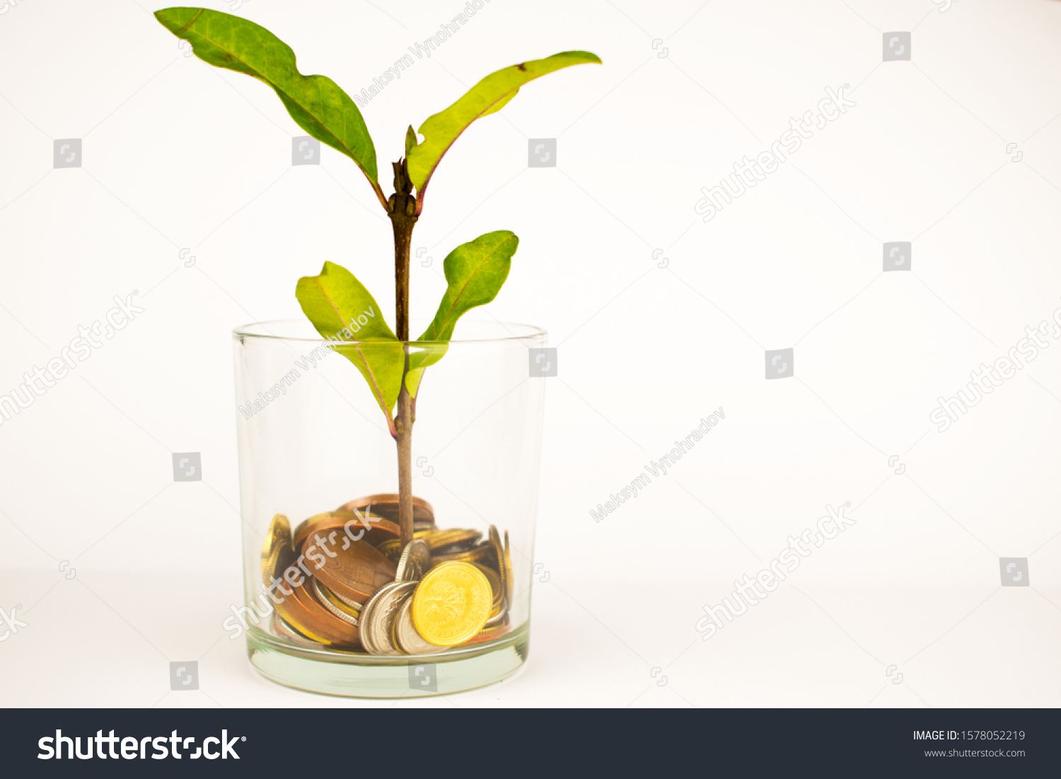 green plant grows from a pot of coins. Growing business investment. #1578052219