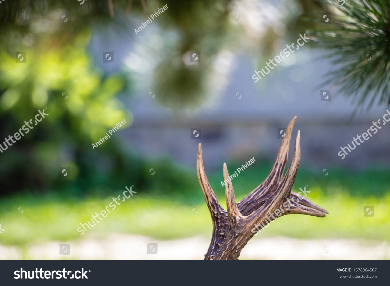 Close up shot of a deer antlers, selective focus, blurred background #1578064507