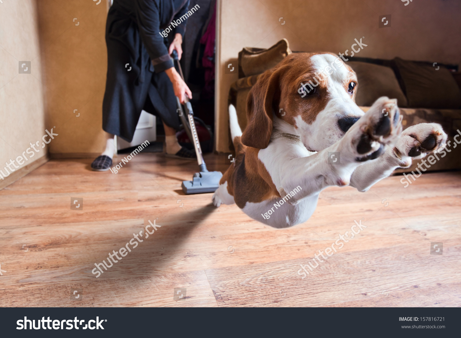 Very terrible vacuum cleaner , focus on dog head #157816721