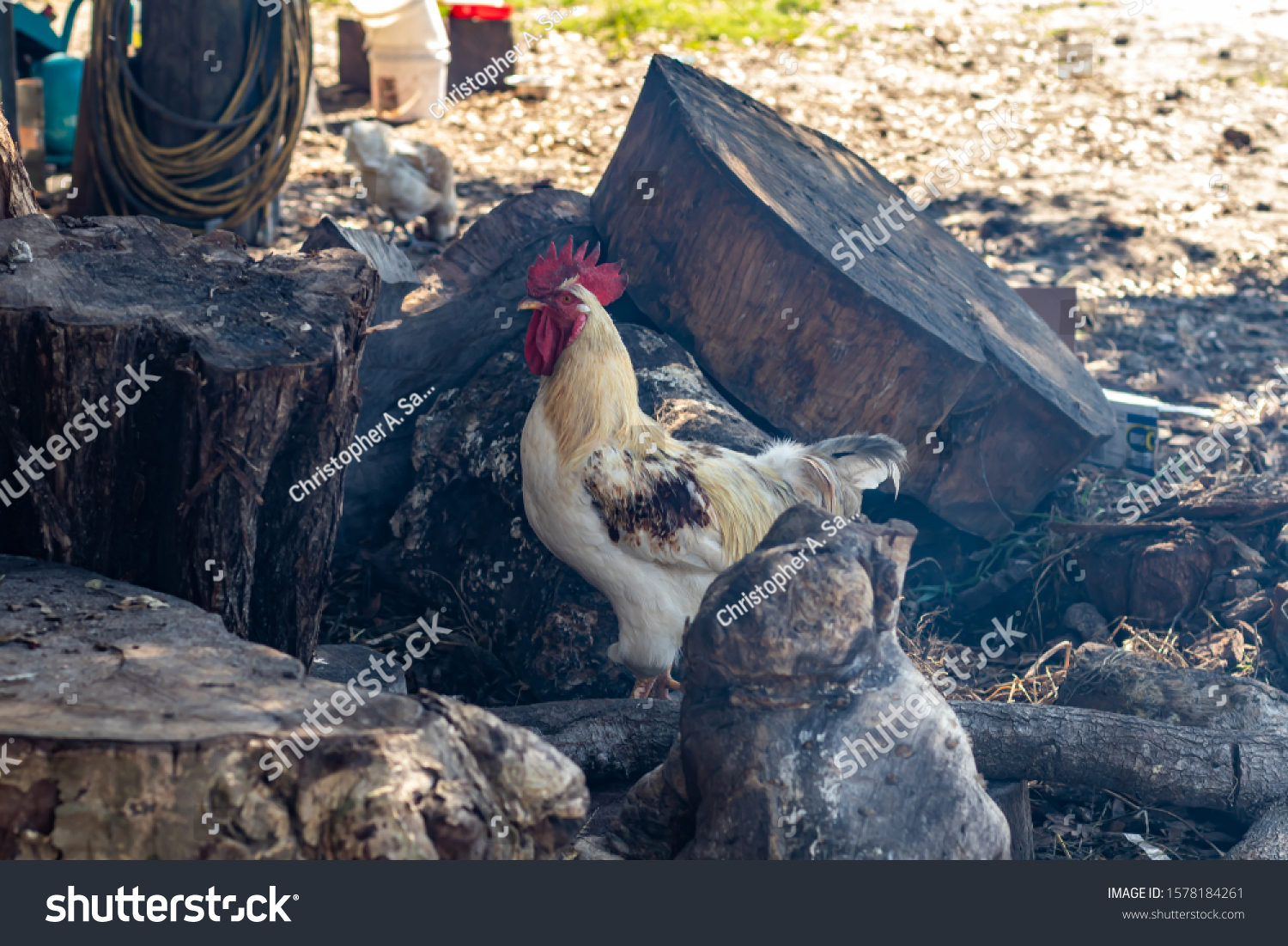 Davie, FL / USA - 11/10/2019 : Family Farms - Chickens feeding on corn from a picnic at the local u-pick in the suburbs of Broward County Florida #1578184261