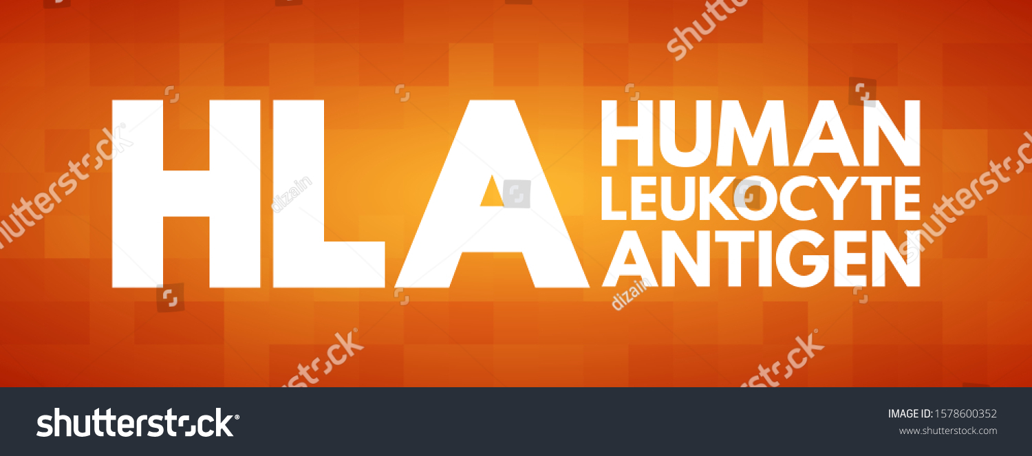 HLA Human Leukocyte Antigen - complex of genes on chromosome 6 in humans which encode cell-surface proteins, acronym text concept background #1578600352