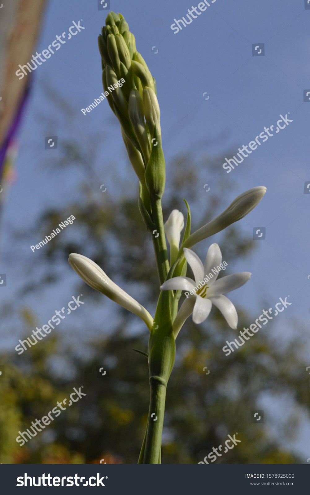 lily plant closeup white closeup #1578925000