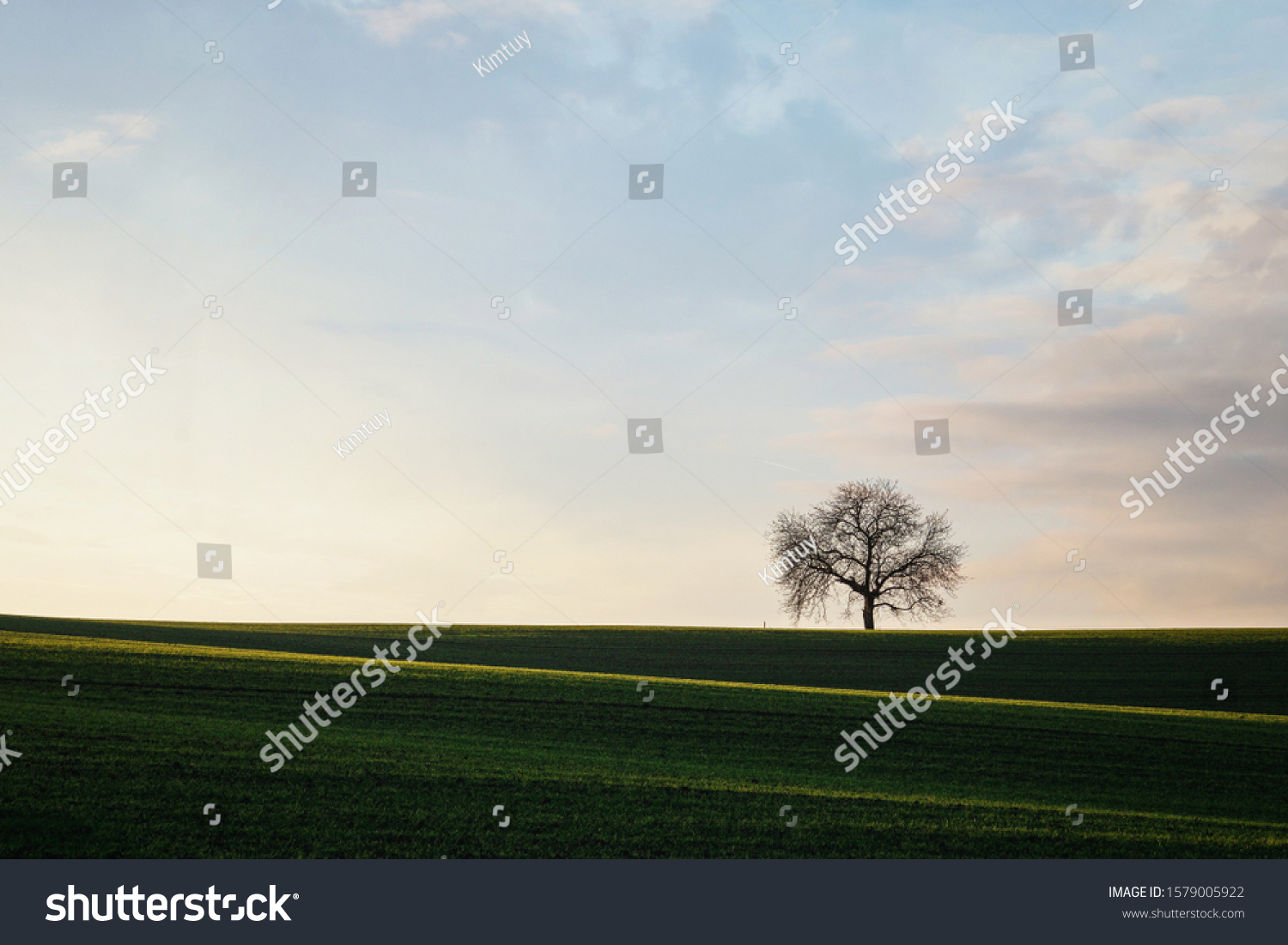 Rolling hills of green wheat fields. Amazing fairy minimalistic landscape with waves hills, rolling hills. Abstract nature background. #1579005922