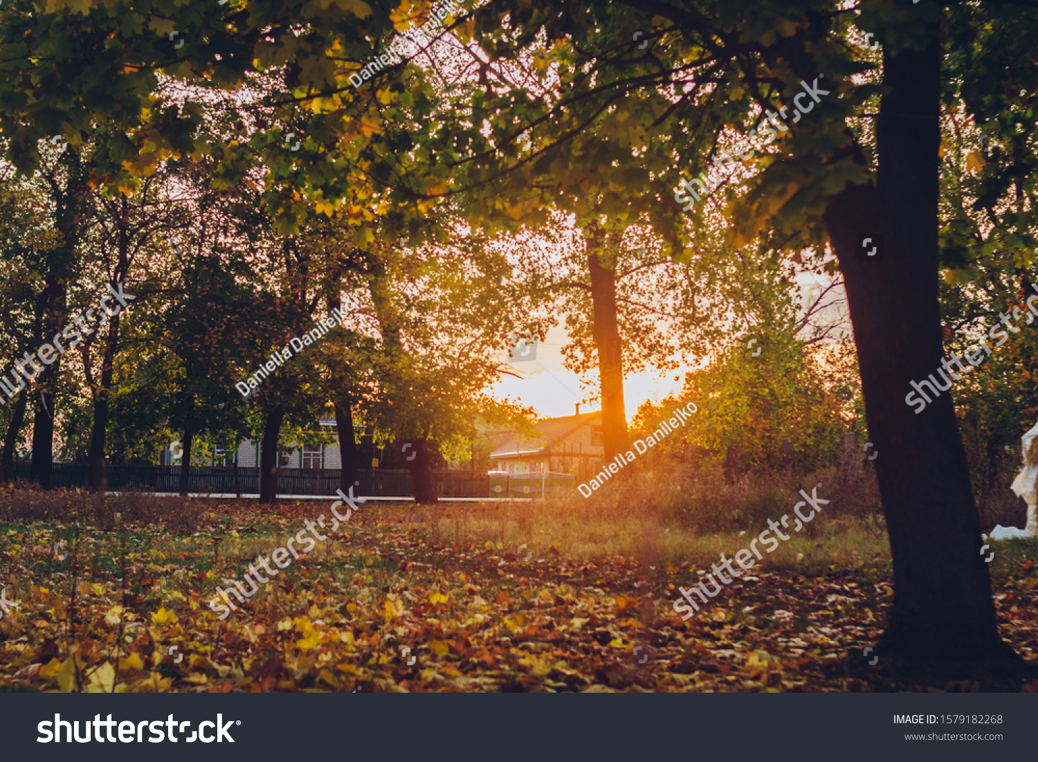 Autumn Tree and Sun during Sunset. Golden sunset in bokeh background. Golden autumn leaf illuminated by a low bright autumnal sun from behind, amongst other red and brown fall leaves on the ground #1579182268