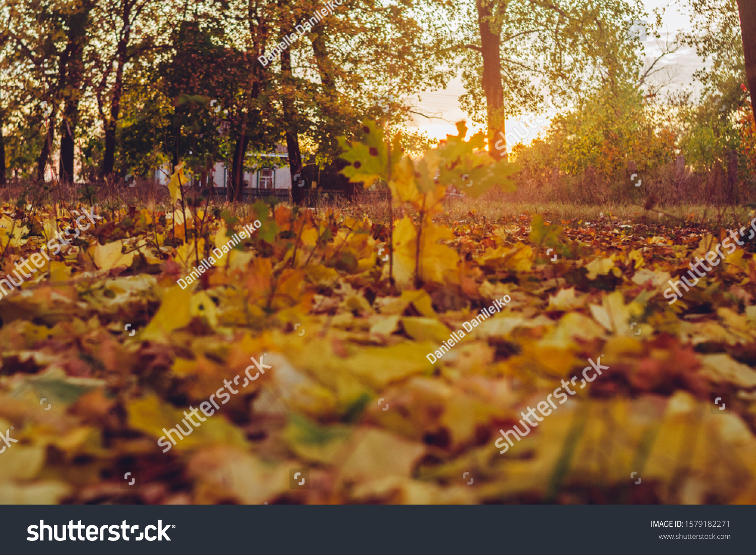 Autumn Tree and Sun during Sunset. Golden sunset in bokeh background. Golden autumn leaf illuminated by a low bright autumnal sun from behind, amongst other red and brown fall leaves on the ground #1579182271