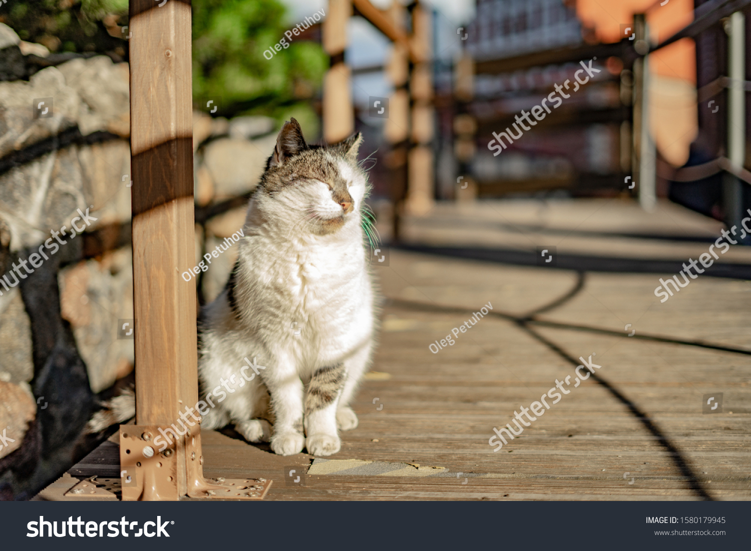 beautiful cute cat  taking sun bath at street of old town #1580179945