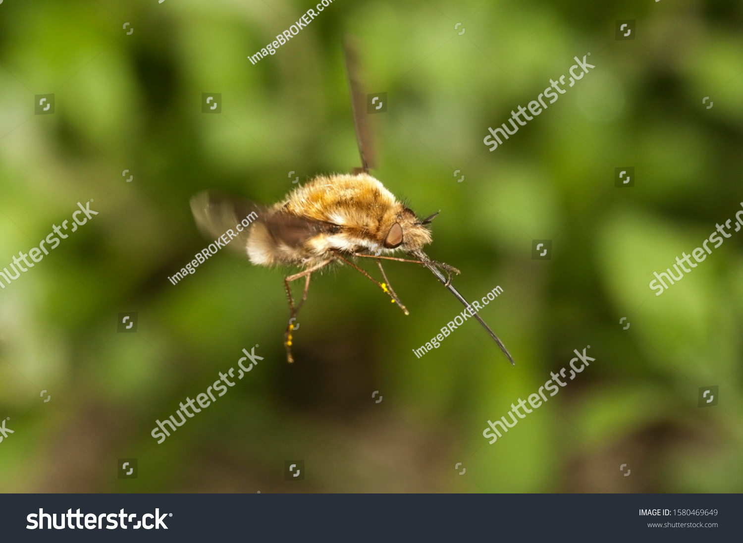 Large bee fly (Bombylius major), Untergroeningen, Baden-Wuerttemberg, Germany, Europe #1580469649