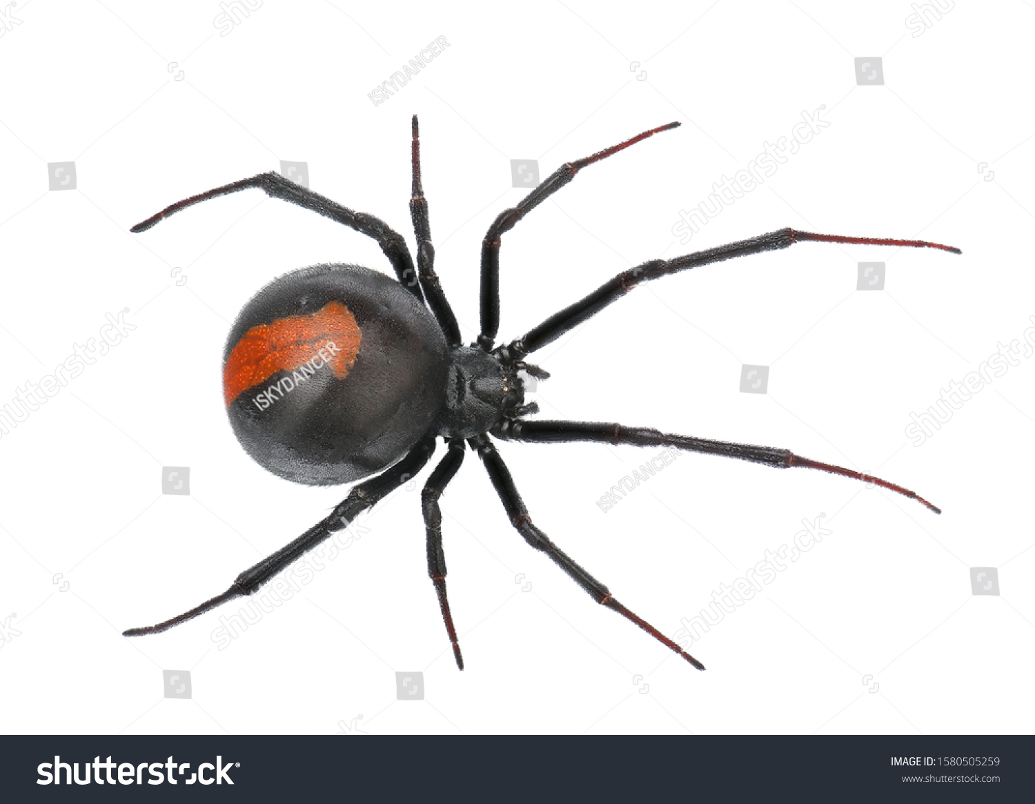 Deep focus of Black Widow Spider / red back spider isolated on White Background #1580505259