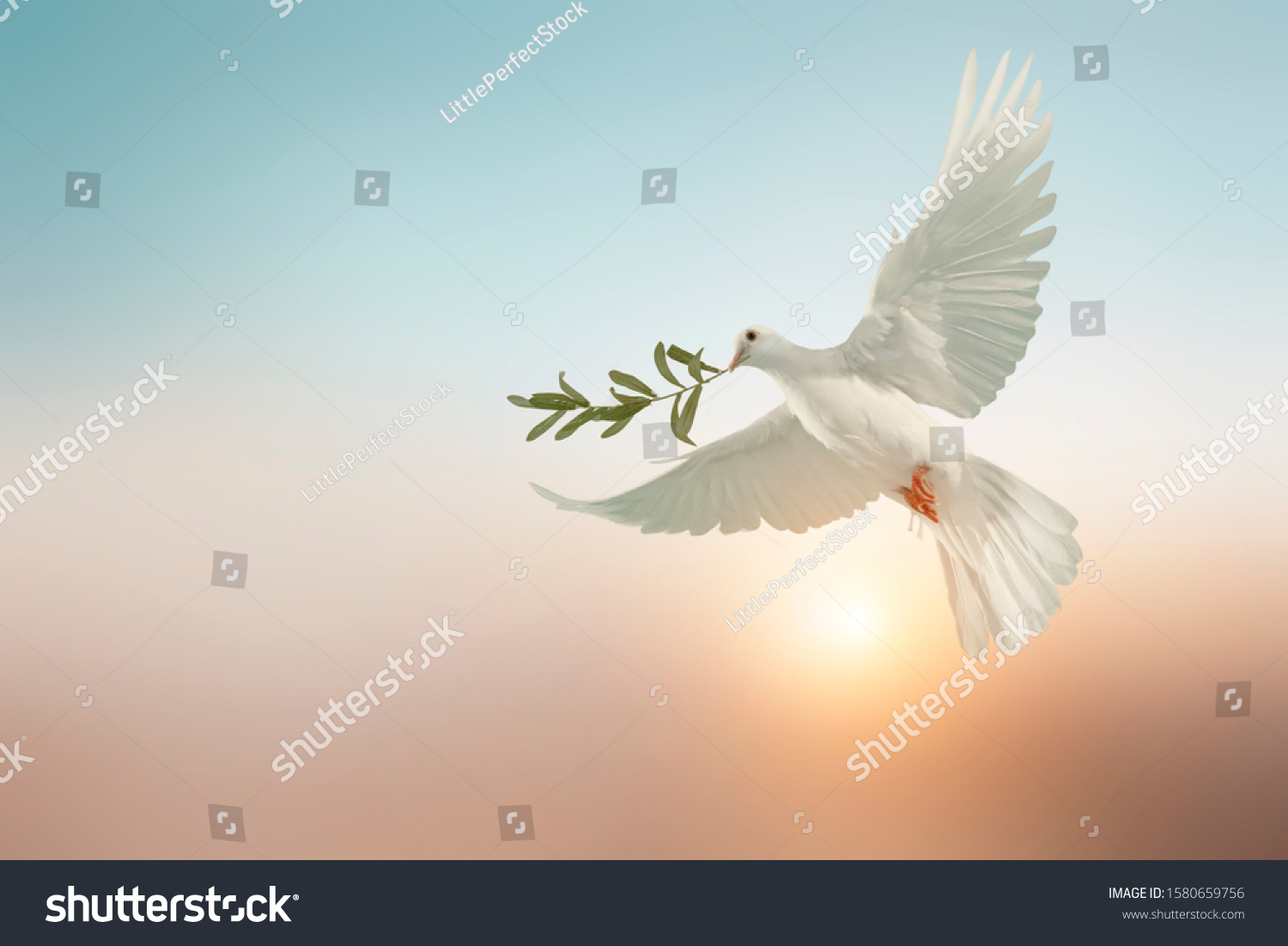 white dove or white pigeon carrying olive leaf branch on pastel background and clipping path and international day of peace ,Pray for Ukraine and No war concept #1580659756