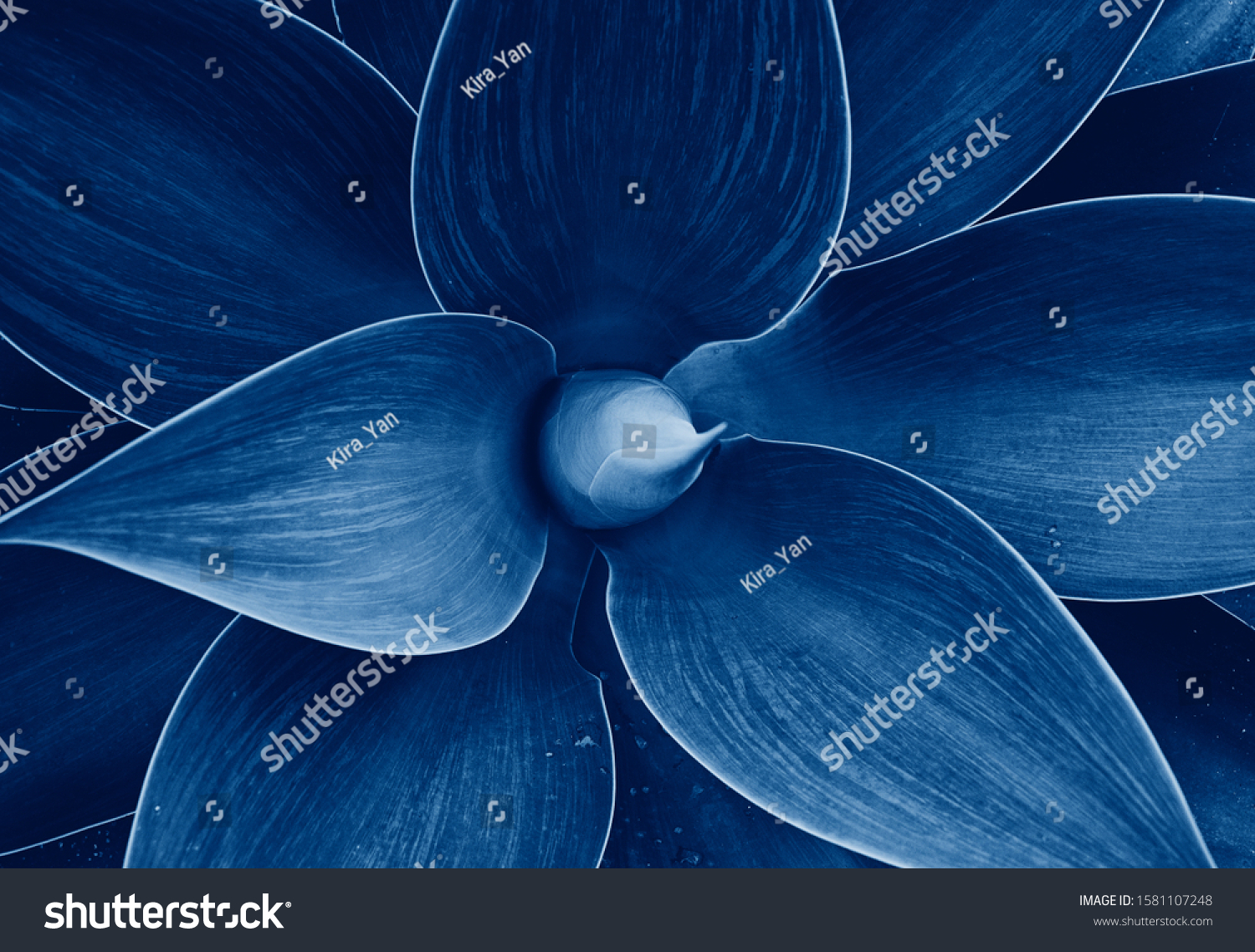 Abstract Agave plant floral pattern Dragon tree, blue fox tail agave Floral green pattern top view. Toned image with trend color of 2020 year Classic blue #1581107248