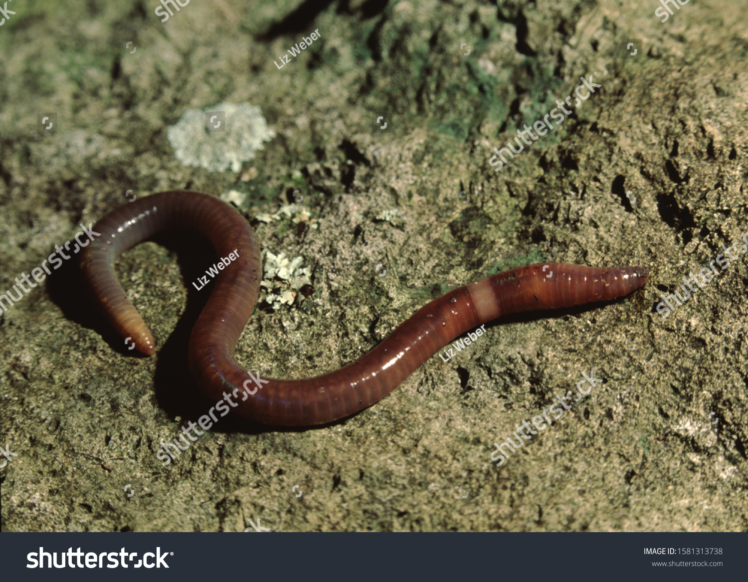Common Earthworm (Lumbricus Terrestris) Nightcrawler #1581313738