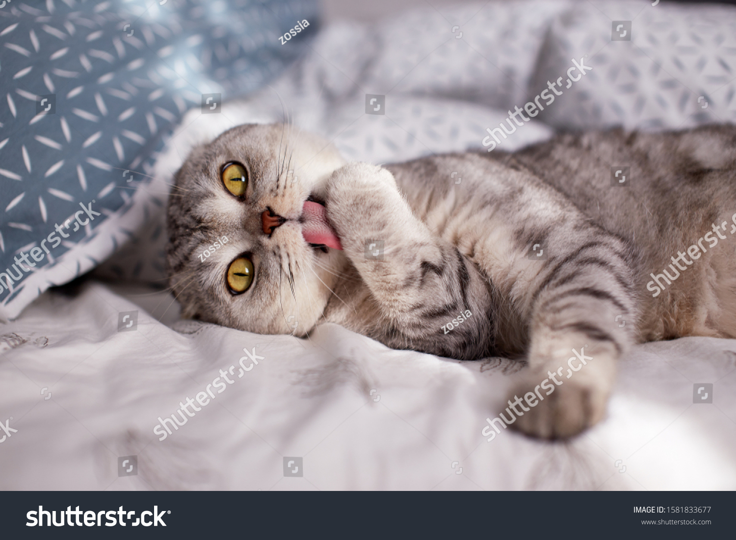 Cute Scottish Fold cat licks his paw in the bed. Selective focus #1581833677