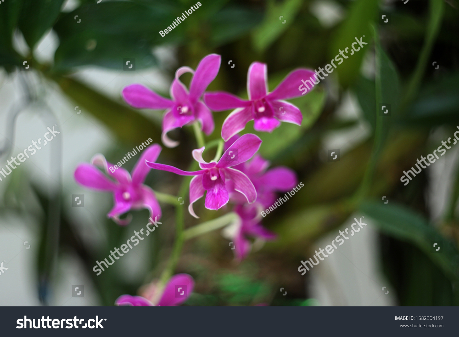 Purple orchids, purple orchids, Purple orchids, purple orchids #1582304197
