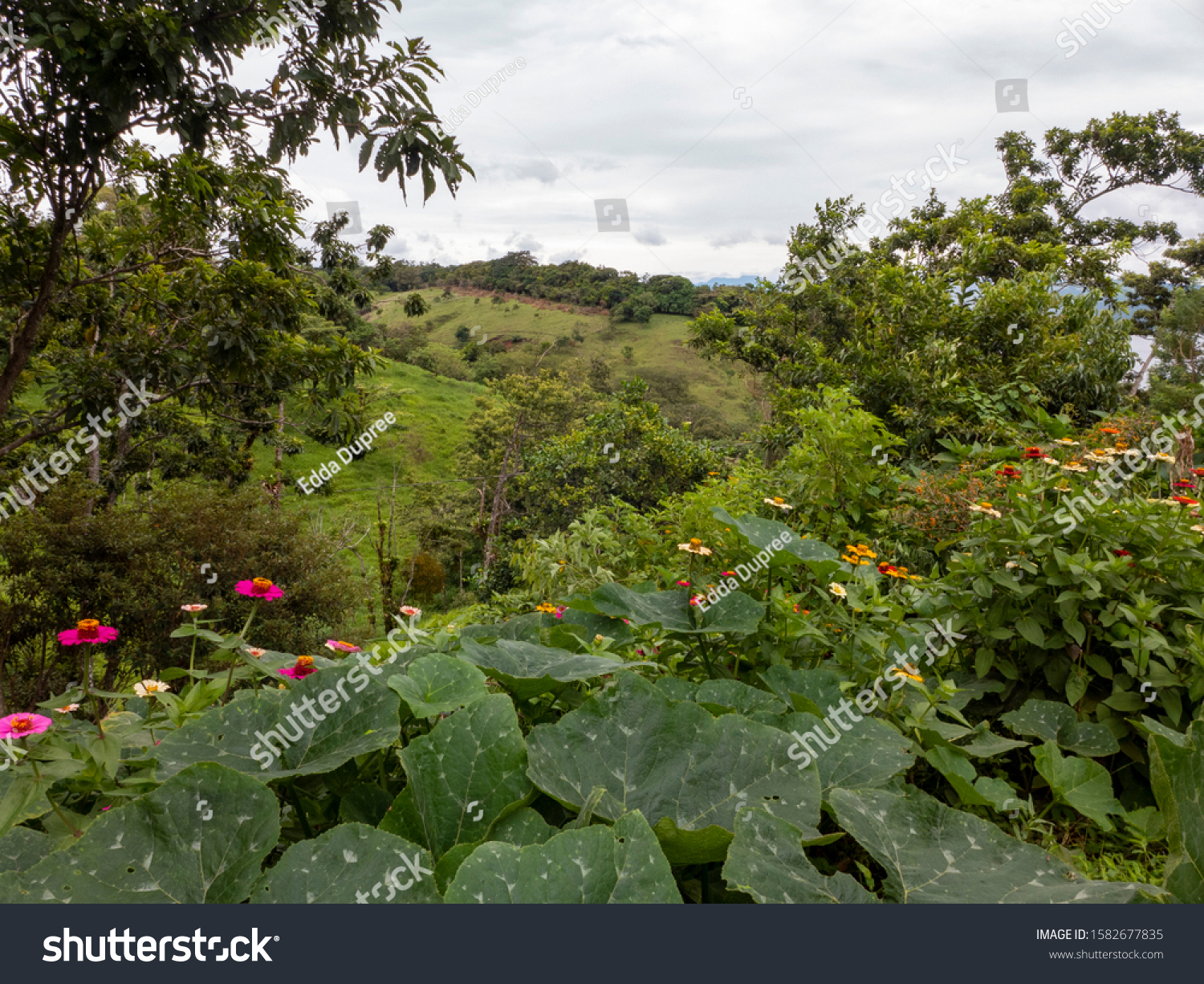 Hilly landscape in the north of Costa Rica with its lush vegetation #1582677835