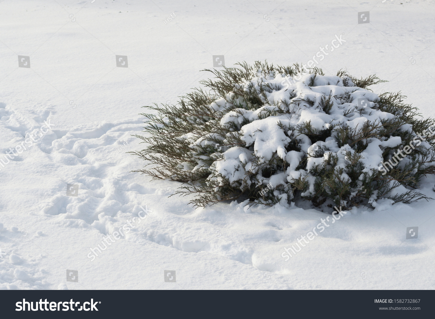 Evergreen shrub Thuja stunted, Cupressaceae, in white snow in winter. Copy space #1582732867