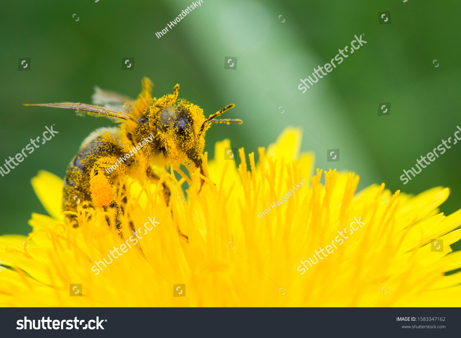 Honey bee on yellow flower in pollen, closeup. Honey bee covered with yellow pollen collecting nectar in flower. 
 #1583347162