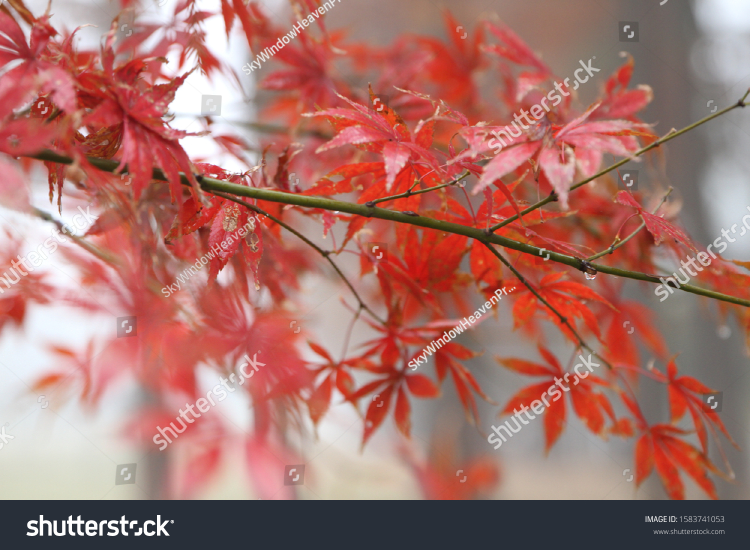 Maple leaves in East Lake, Wuhan, China #1583741053