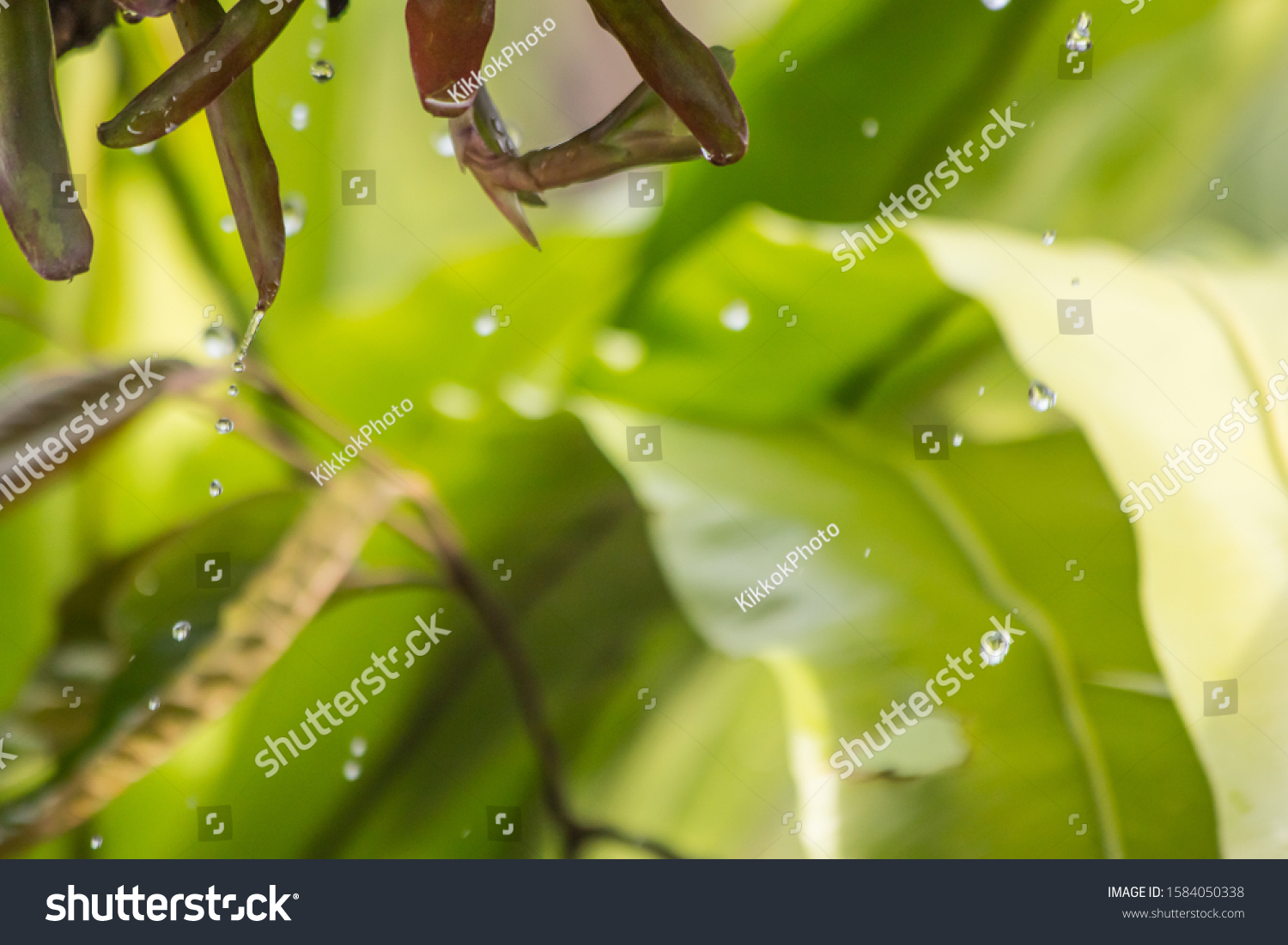 the leaf in nature background, the plant leaf in nature #1584050338