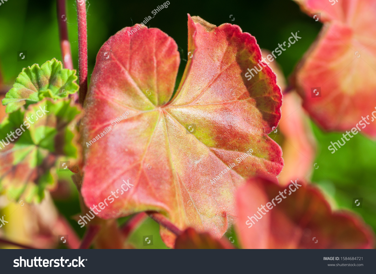 The colored leaf of Pelargonium in close-up. A Geranium-like an evergreen plant. #1584684721