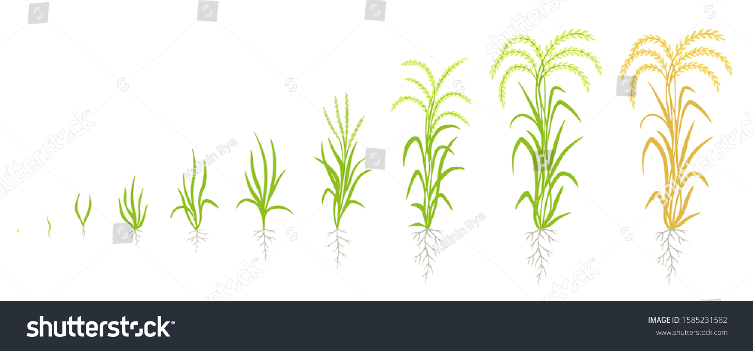 Growth Stages Of Rice Plant The Life Cycle Royalty Free Stock Vector 1585231582