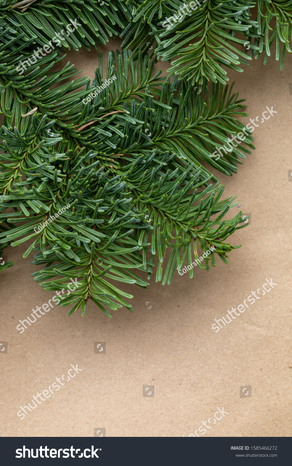 Spruce branch. Fir branch. A branch of an evergreen tree. Christmas background. New year background. Coniferous branches. Texture of coniferous branches. #1585466272